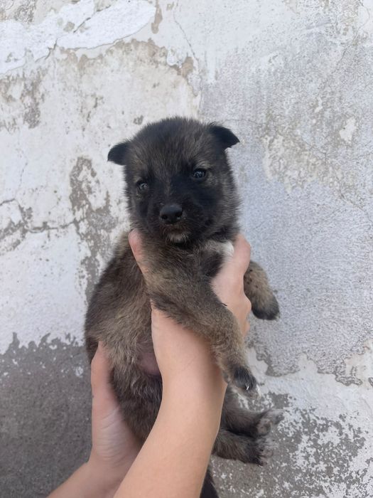 Смесь сибирской хаски
