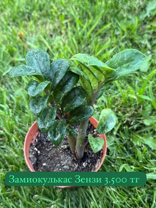Комнатные растения