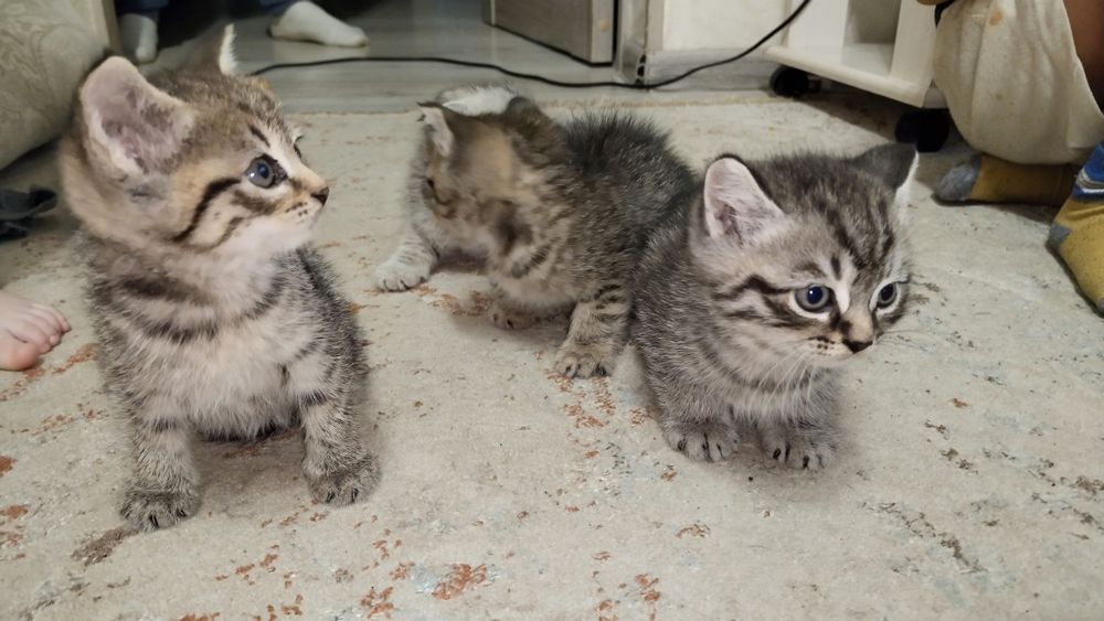 Отдадим котят в добрые руки