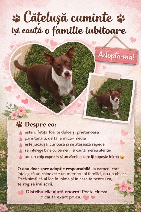 Cățeluşă cuminte își caută o familie iubitoare