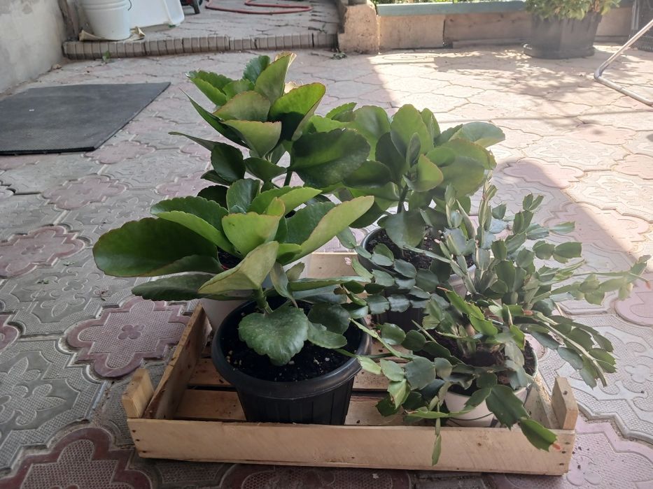 Хлорофитум. Декабрист. Каланхоэ