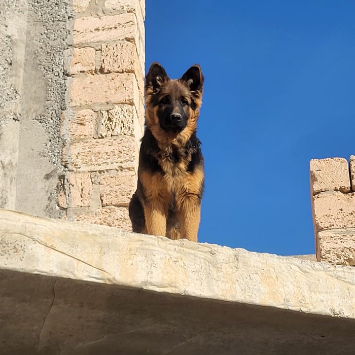 Щенки Немецкой Овчарки