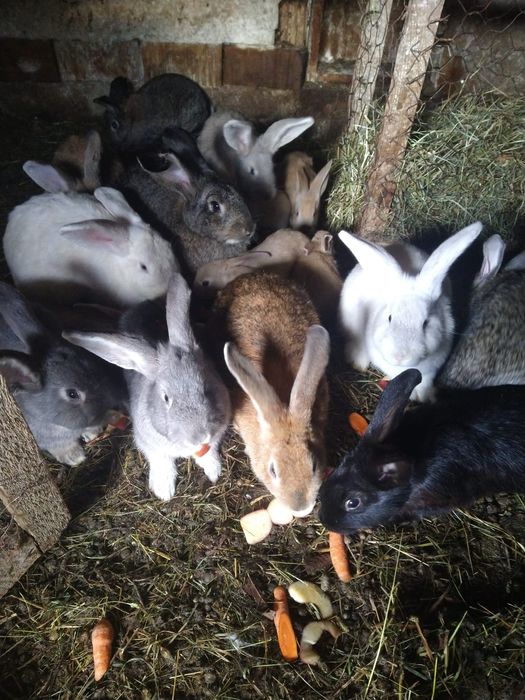 Ofer spre vânzare iepuri