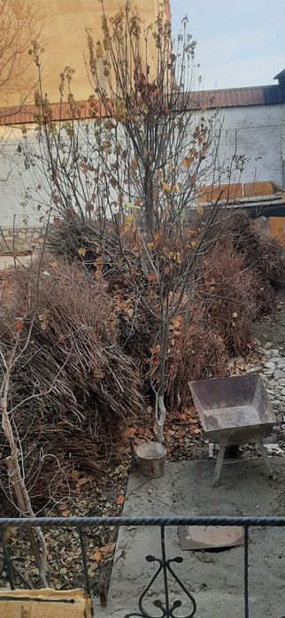 ӯтин ғӯзапоя сотилади