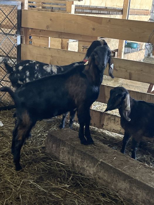 Țăpișor Anglo Nubian