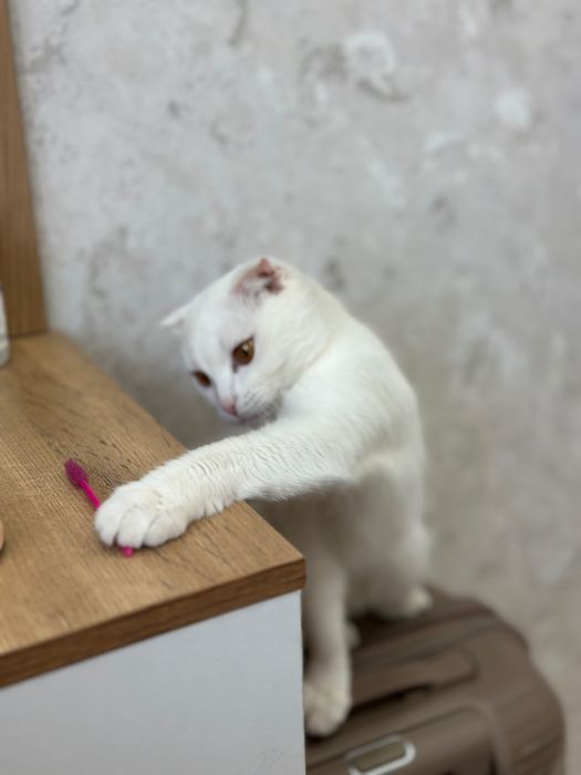Үй мысығы сатылады