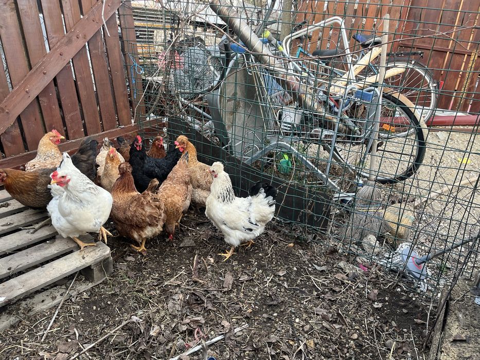 Cocos Brahma 2025 + gaini tinere 2025