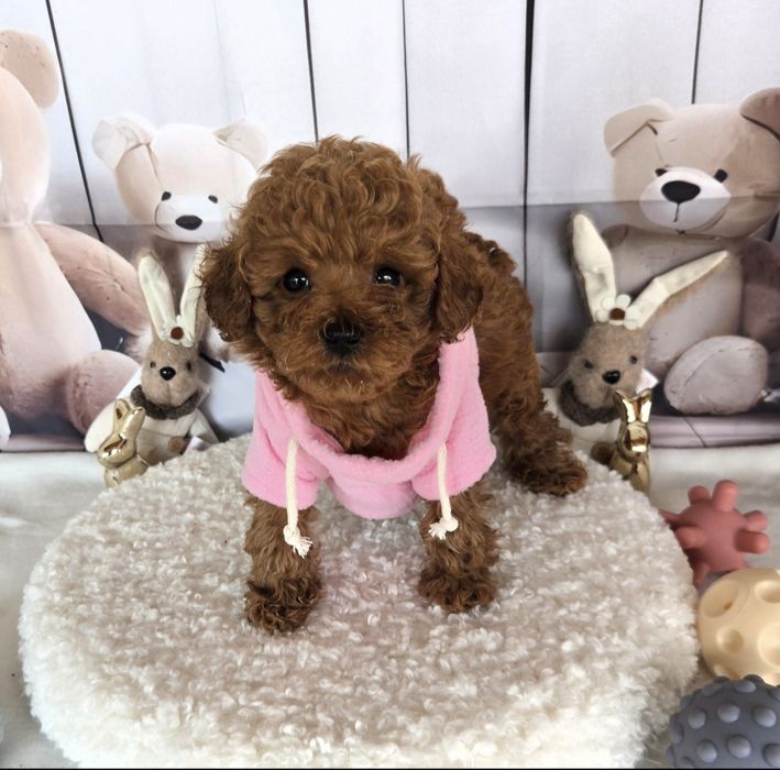 Пудел той / Poodle toy с документ за произход