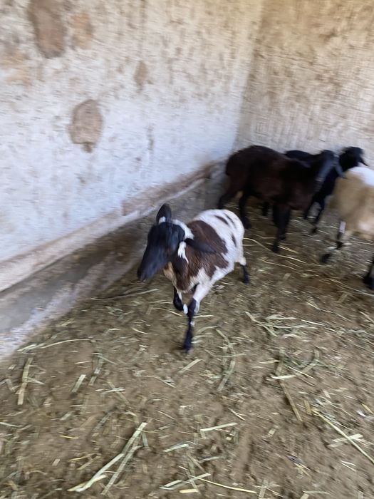 Qo’chqor barra sotiladi uyni moli yeb ichishi zor