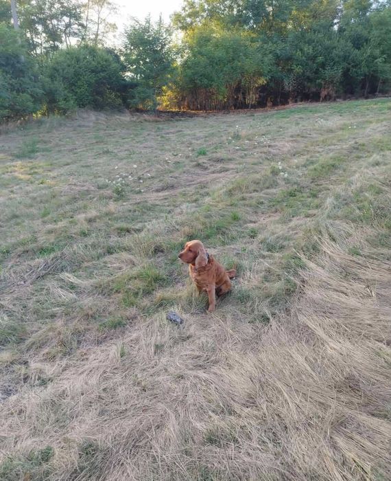 Разходка на кучета