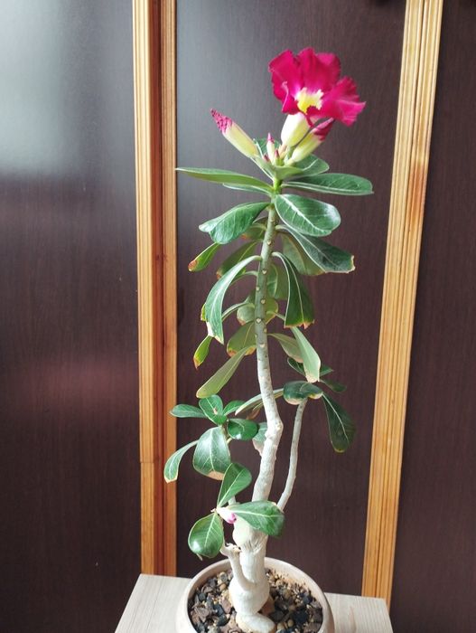 Цветущий адениум .