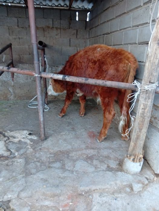 Бычок сатылады Алғада тұр