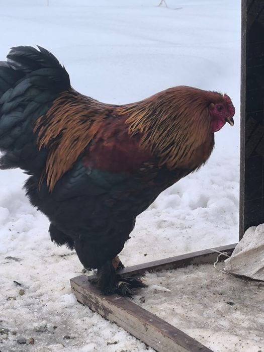 Продам петухов Барамо