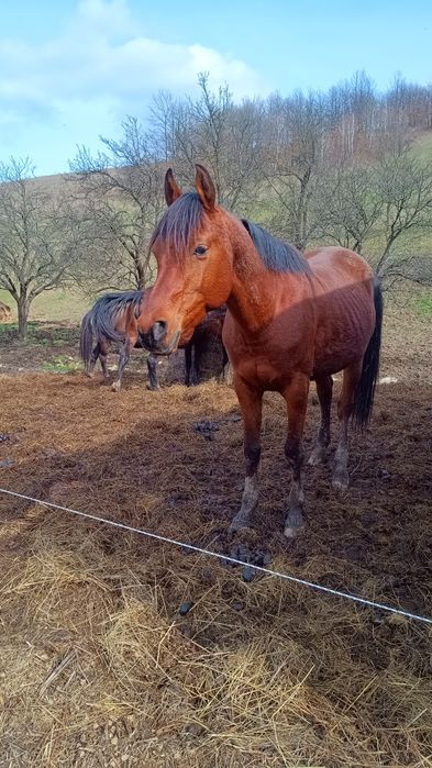 Mânji Pur Sânge arab