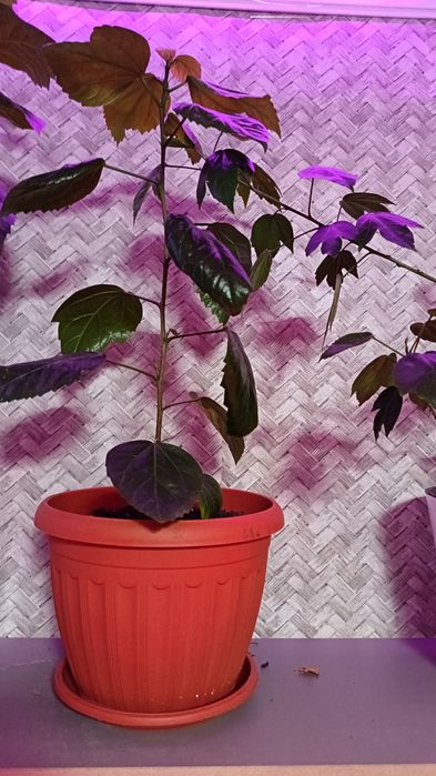 Комнатные цветы в уходе не прихотливы