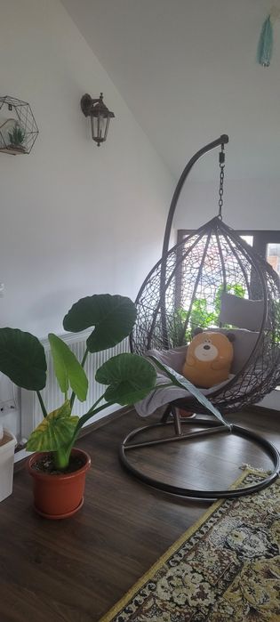 Floare / Planta Alocasia Macrorrhiza (Ureche de elefant)