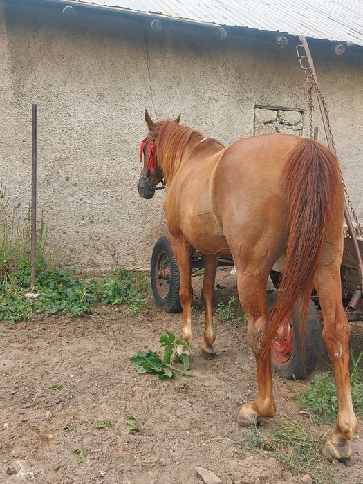 Cal de vanzare castrat