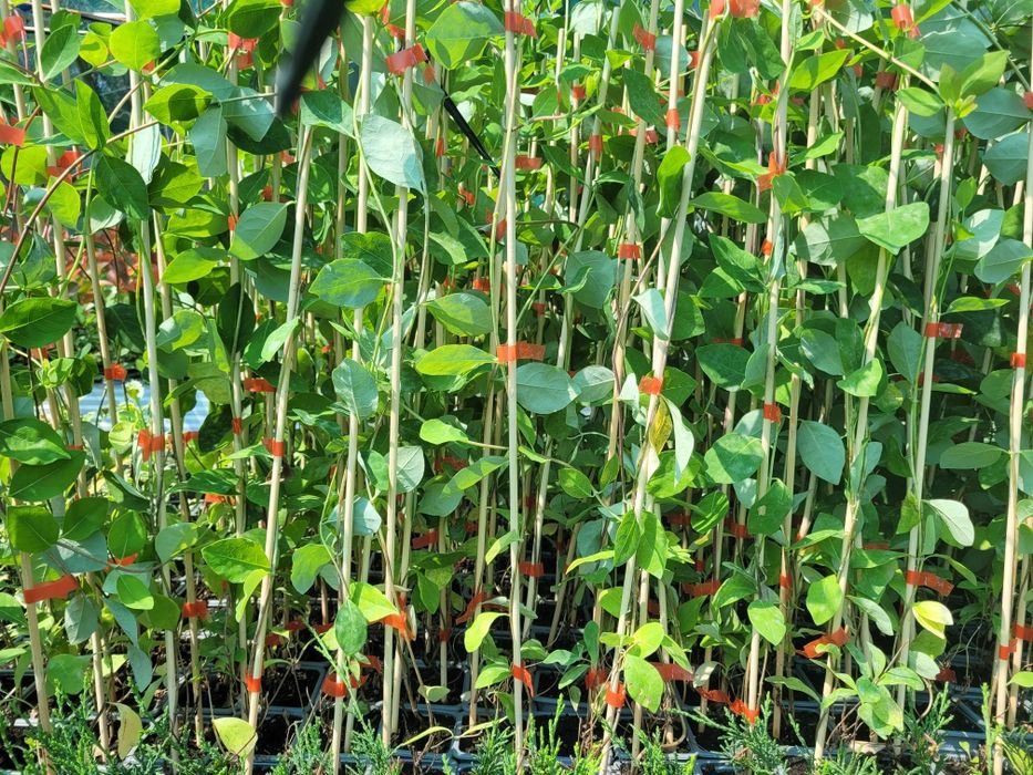 Caprifoi Gold Flame - Mana Maicii Domnului, Lonicera japonica