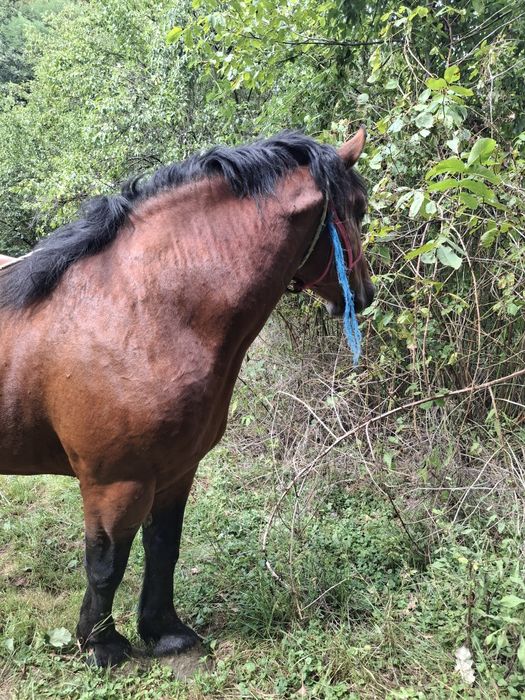 Vând armăsar 6 ani, cal de padure garantat mai multe detalii în privat