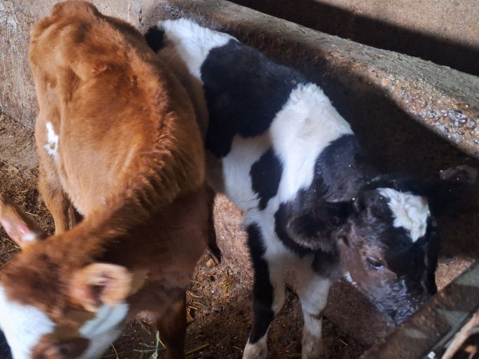 бузаулар сатылады