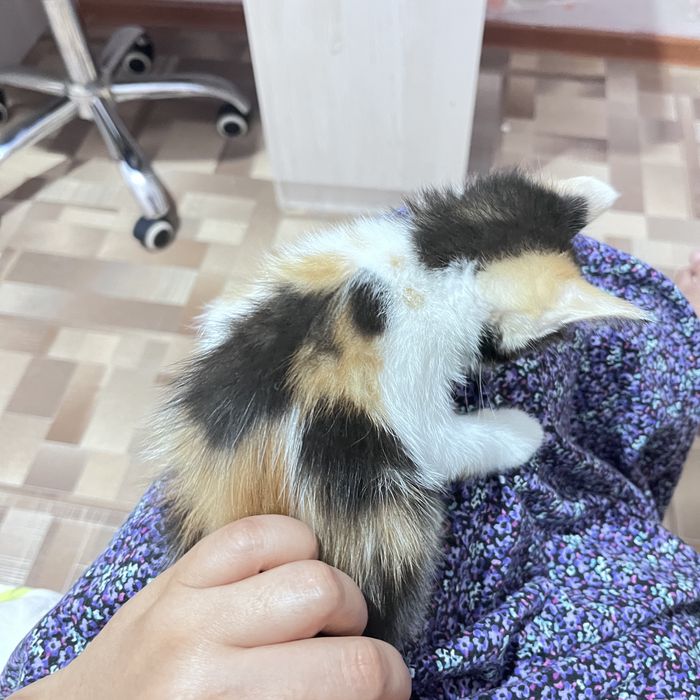 Отдам котят в добрые руки