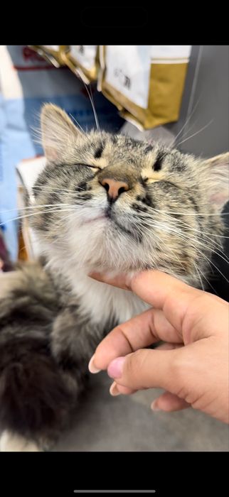Срочно Котик ищет дом