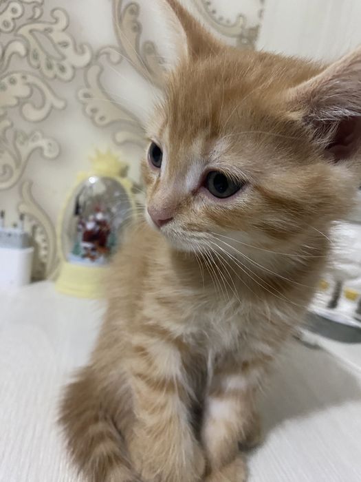 Отдам котенка бесплатно