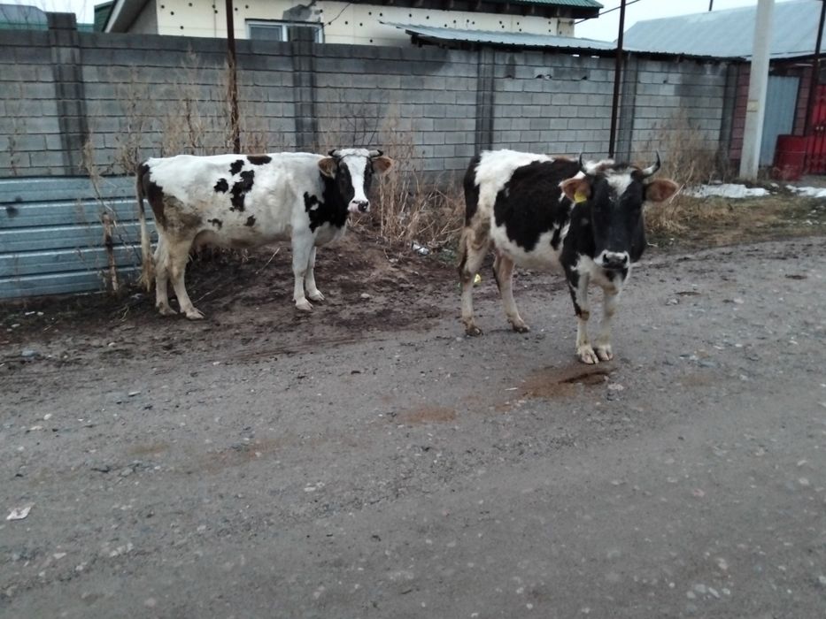 Сиыр сатылады 2 бас