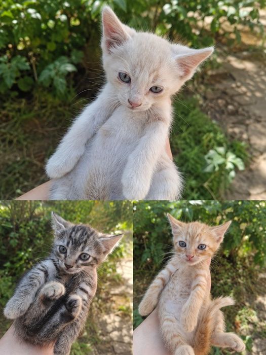 Отдаю котят бесплатно