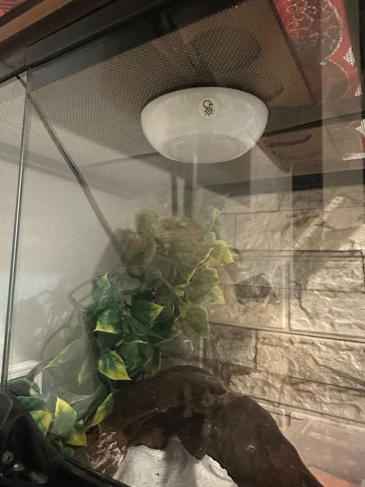 Vand set, gecko leopard