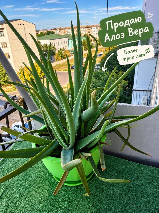 Срочно Продаю два вида Алое Вера.