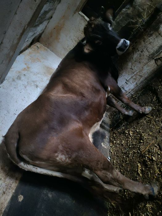 De vânzare vaca brună