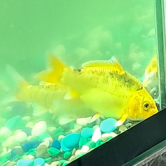 Аквариумные рыбки, Сортировка