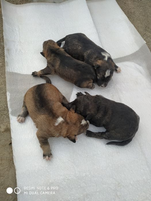 Отдам собачек в хорошие руки