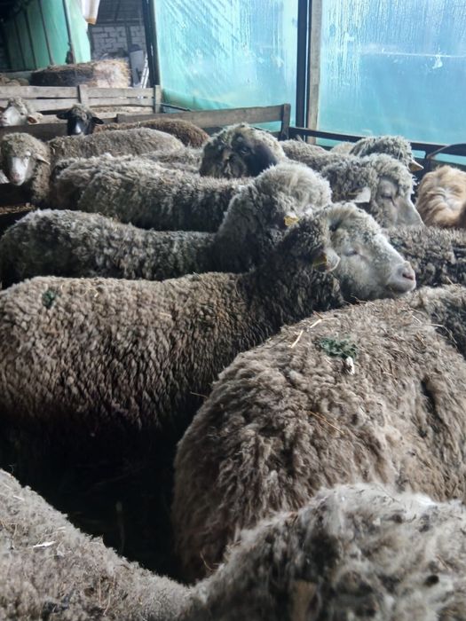 Oi reforma, 500 negociabil