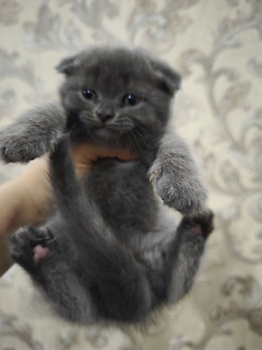 Продам шикарных котят от правильной вязкиправильной вязки