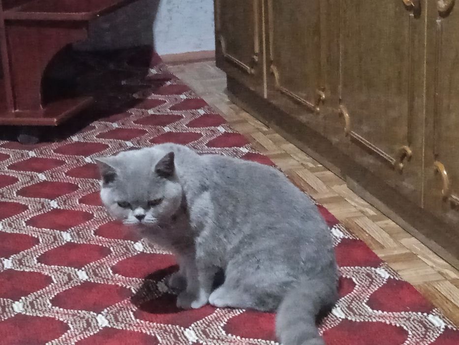 Британский караткащерсть