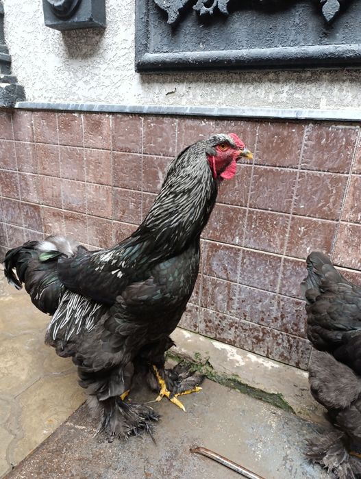 Поменяю или продам