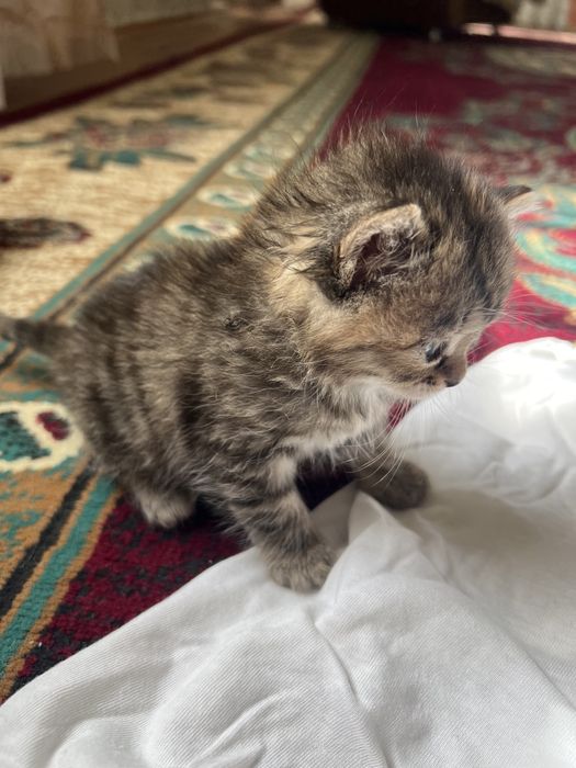 Продаем британских котят