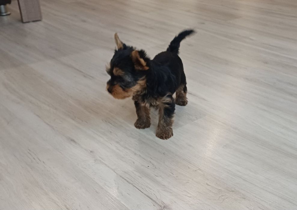 Йоркширски териер