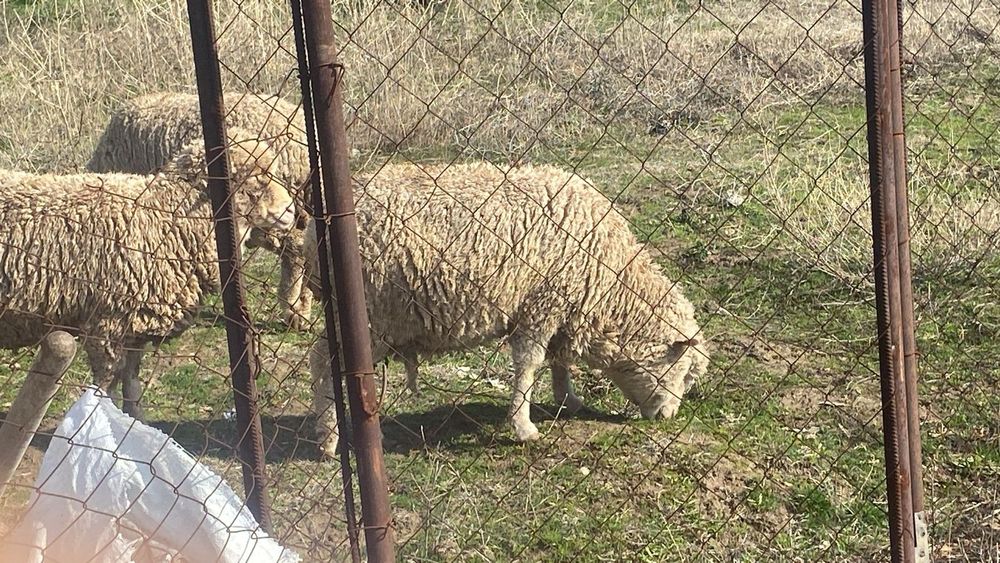 Меренос қоилар бордақы