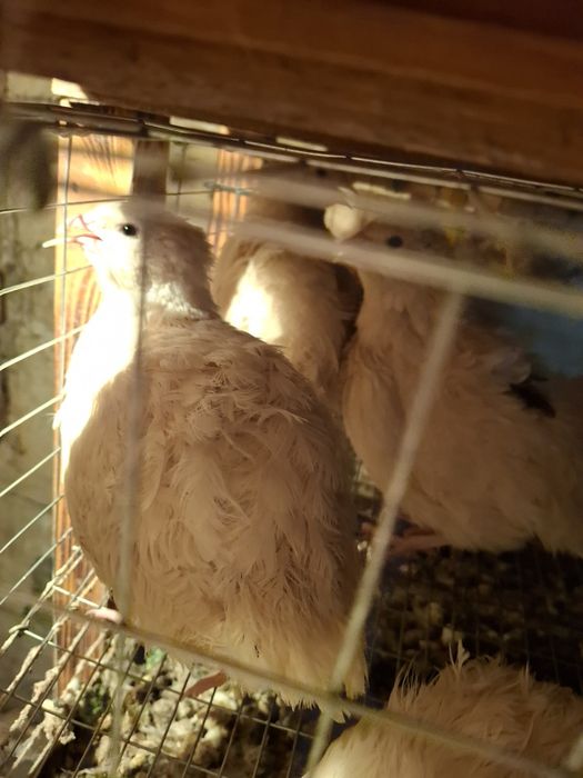 Продам молодых несушек перепелок