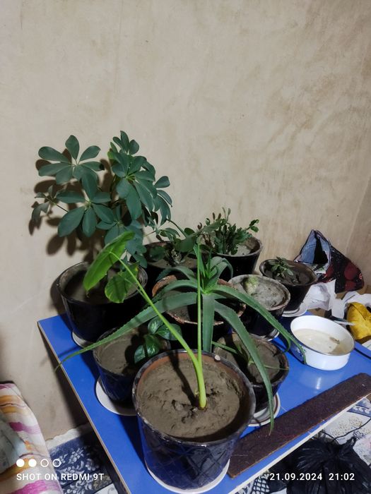 Цветы комнатные разные