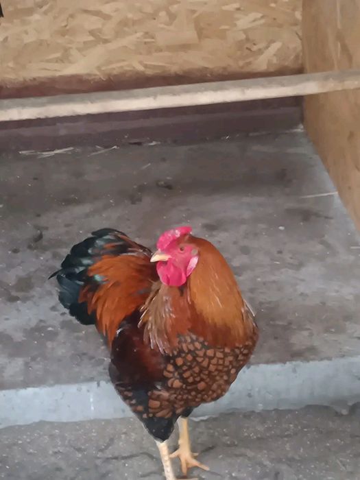 Cocosi Wyandotte argintiu și GSG