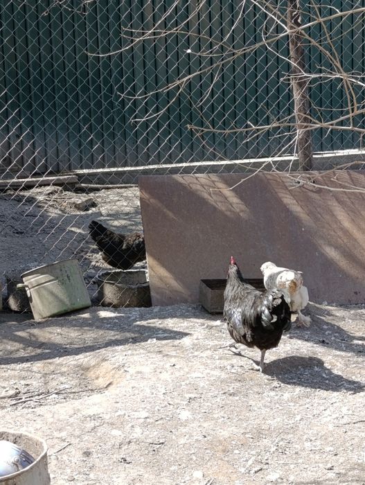 Продам молодых курей