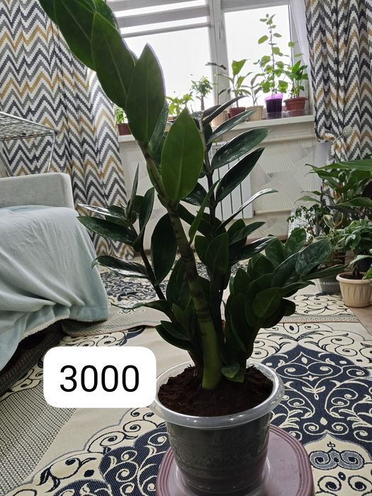 Домашние светы на продаж