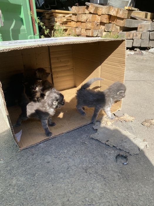 Отдам котят в добрые руки