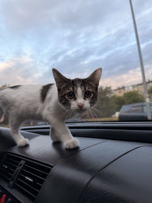Котенок девочка