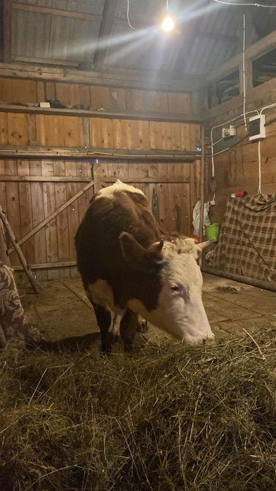 Vând junca bălțată,