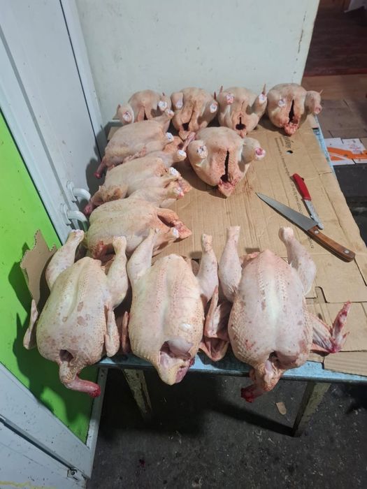 Бройлер , бройлер домашний свежий